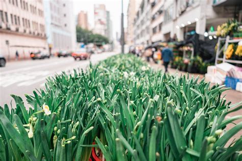 15 Auspicious Plants To Decorate Your Home With This Chinese New Year