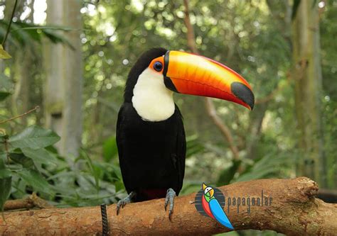 Toucan Bird - Toucan Bird Features
