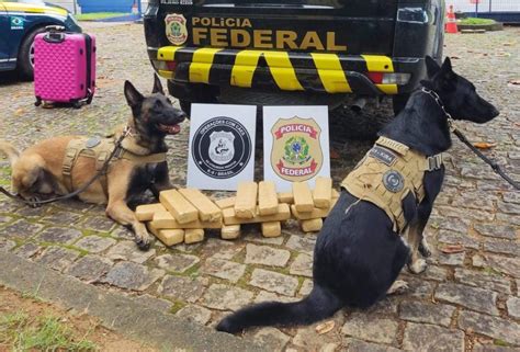 C Es Da Pf Encontram Tabletes De Maconha Em Nibus E Mulher Presa