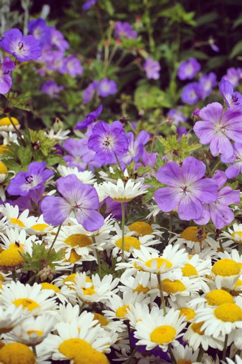 Growing Hardy Geraniums - The Ultimate Flowering Perennial!