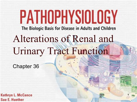 Alterations Of Renal And Urinary Tract Function Chapter 36 1