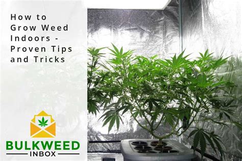 How to Grow Weed Indoors - Proven Tips and Tricks | Bulkweedinbox