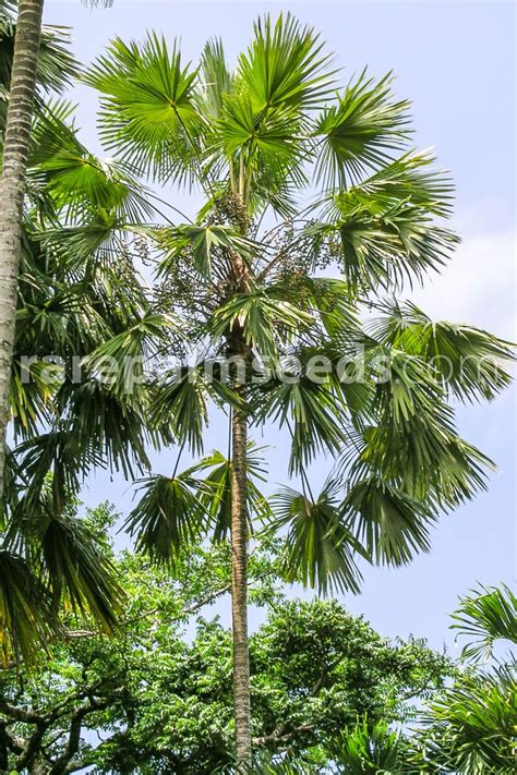 Saribus rotundifolius – Footstool Palm – Buy seeds at rarepalmseeds.com