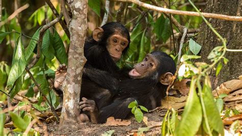 Chimpanzee Tracking Uganda In Kibale Forest National Park