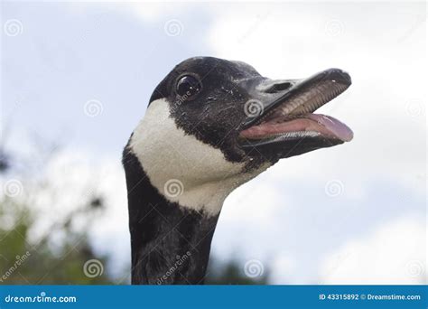 Canada Goose Hissing Mouth Open Stock Photo Image 43315892