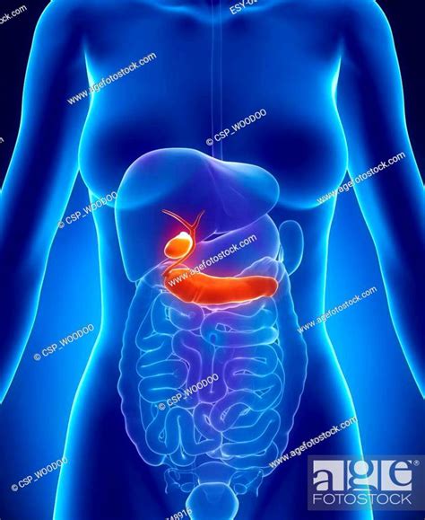 Female BILIARY TRACT Anatomy Anterior X Ray View Stock Photo Picture