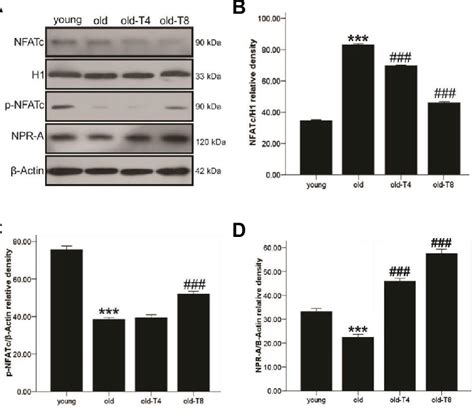 Effect Of Aerobic Training On Protein Expression Of Phospho NFATc