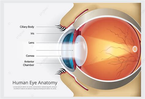 Anatomia Del Ojo Humano Detallada Vector Premium Images