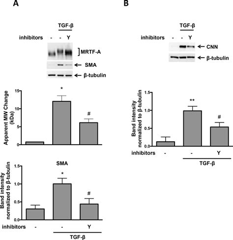 TGF β induced MRTF A Phosphorylation is Partially Mediated by