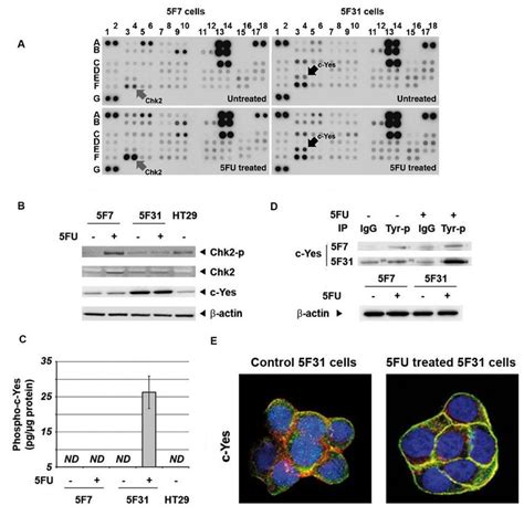 Figure N°25 Activation Et Délocalisation De La Src Kinase C Yes Sous