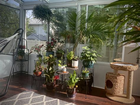 Morning light in the sunroom : IndoorGarden