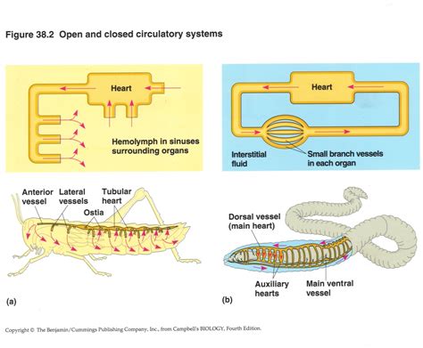 Jan Tinbergen College Biologie Lesmateriaal Wikiwijs