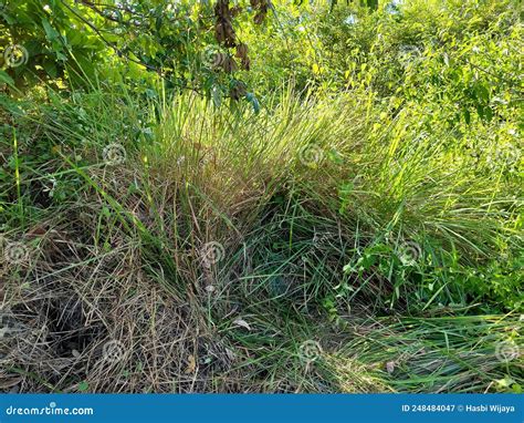 Green Grass And Shrubs In The Forest Stock Image Image Of Herb