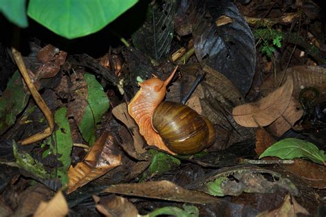 The Animals of Ecuador