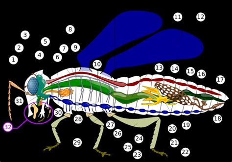 Insect anatomy diagram | Insect anatomy, Butterfly body parts, Insects