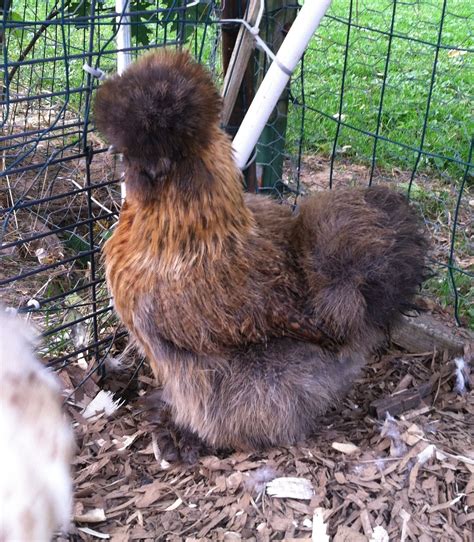 Pin on Pet chickens in 2024 | Pet chickens, Silkies, Silkie chickens