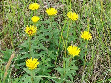 Kleines Artenportrait Mit Text Und Fotos Von Inula Hirta Rauhaariger