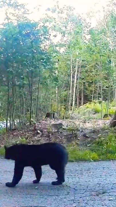 cat attacks bearshorts youtube bear attack animals funny
