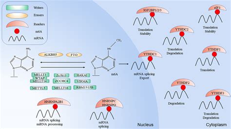 N6 Methyladenosine Modification Related Ophthalmic Diseases And