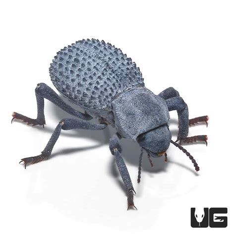 Blue Death Feigning Beetle Asbolus Verrucosus For Sale Underground