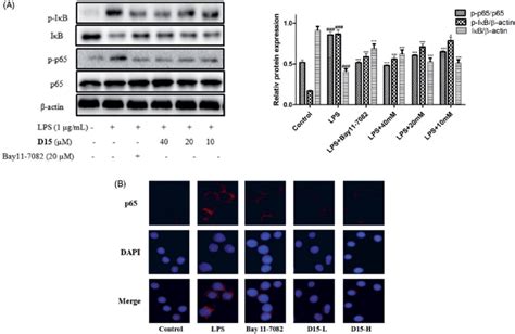 Compound D Suppressed Lps Induced Activation Of Nf Jb Signaling