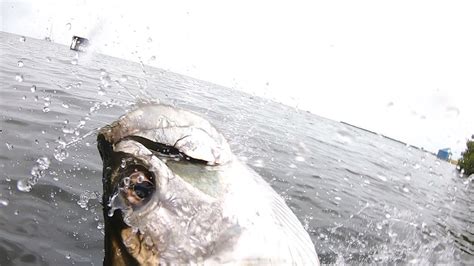 Tarpon Tries To Eat Gopro Youtube