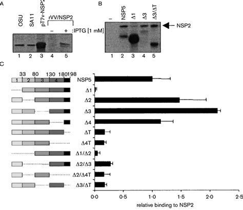 A Immunoprecipitation With Anti Nsp2 Serum Of Cellular Extracts From