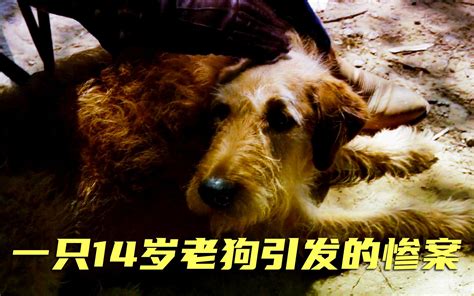 64岁老头为14岁老狗复仇，一个老兵覆灭整个家族，《雷德怒潮》哔哩哔哩bilibili