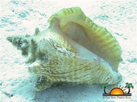 Belizes Sga Proposes The Complete Use Of The Conch At Regional