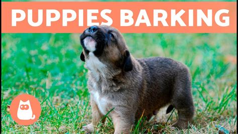 Why Do Puppies Bark