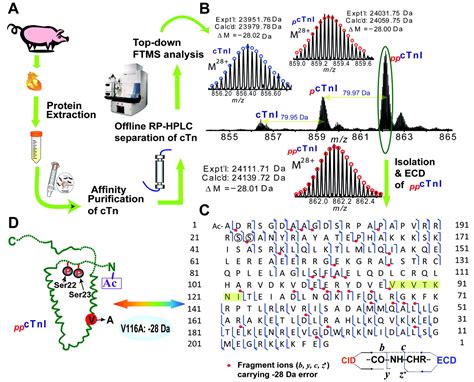 Comprehensive Analysis Of Protein Modifications By Top Down Mass