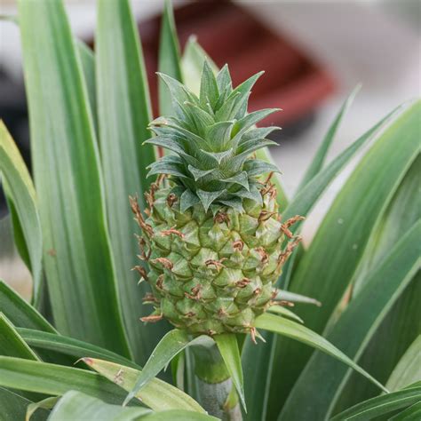 How To Grow A Pineapple Plant Indoors From A Pineapple