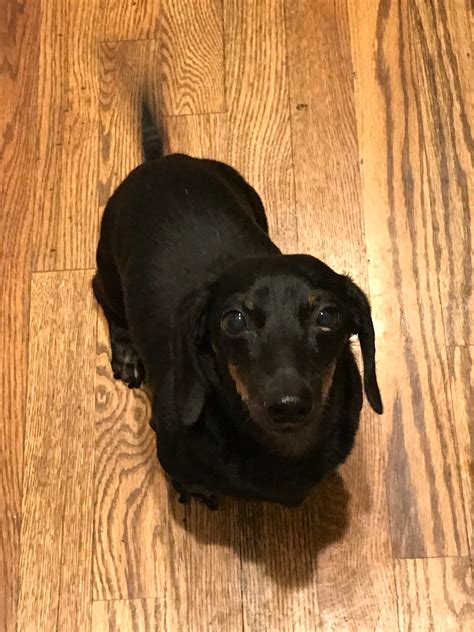 noodleroux: Fat, dachshunds, dental care, crying in public, and why I