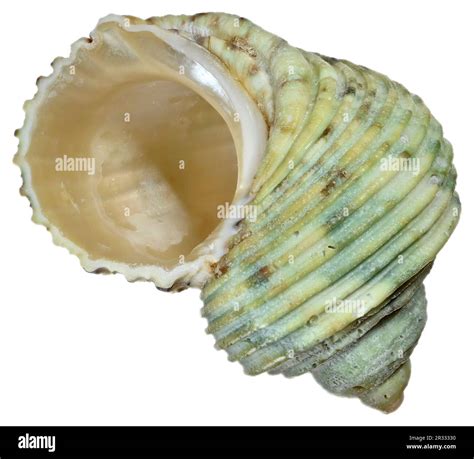 Silver-mouthed Turban / Turbo shell (Turbo Argyrostomus) c4cm across ...