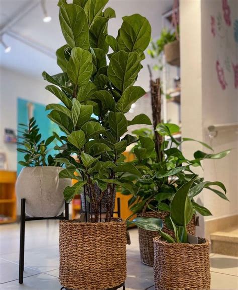 Ficus Lyrata Saiba Como Cuidar E Decorar Esta Planta Plantas