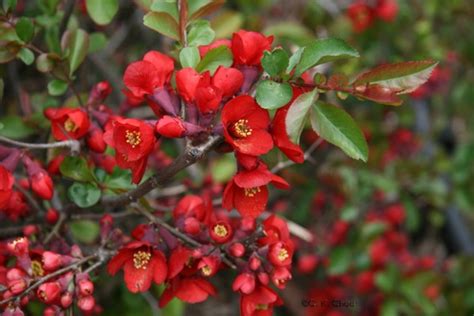 Chaenomeles speciosa - Balkan Ecology Project