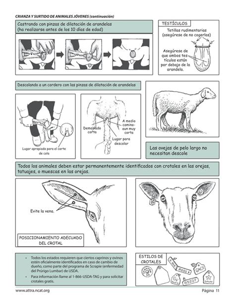 Guía Ilustrada para la Producción de Ovinos y Caprinos PDF