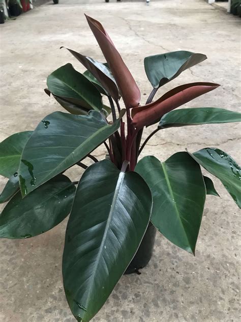 Red Congo Philodendron