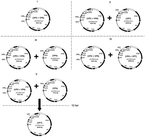 Schematic Presentation Of The Baculovirus Expression Strategies Used To