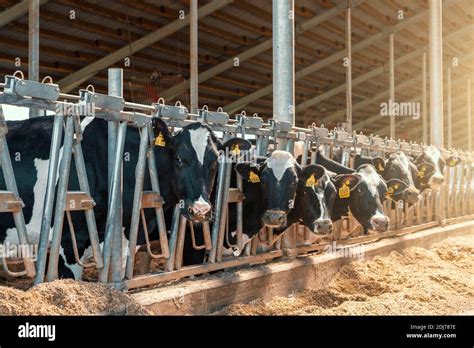 Cows On Dairy Farm Cows Breeding At Modern Milk Or Dairy Farm Cattle