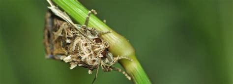 Surprising Role Of Female Sex Pheromone In Crop Pest New Biocontrol Possibilities News