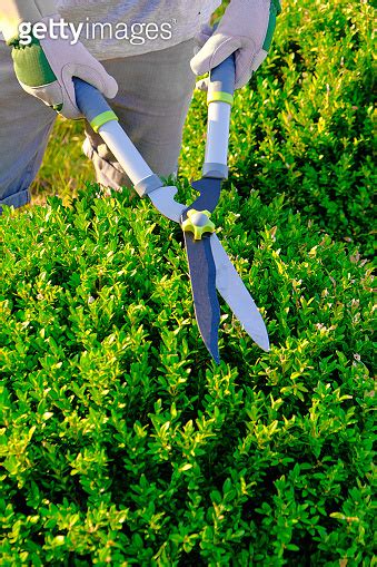 Boxwood Pruning Shearing And Shaping Boxwood In A Sunny Summer Green Garden Plant Pruning Round