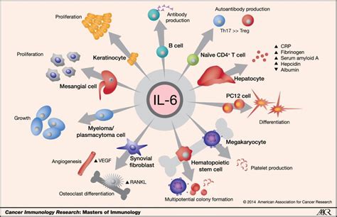 Cytokines Explain How The Body Works Illinois Science Council