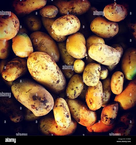 Earth Up Potatoes Hi Res Stock Photography And Images Alamy