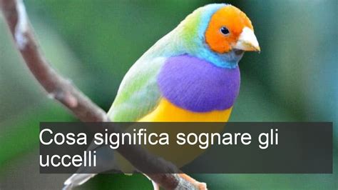 Cosa Significa Sognare Uccelli YouTube