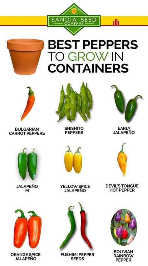 Best Peppers to Grow in Containers | Stuffed peppers, Stuffed hot peppers, Growing peppers