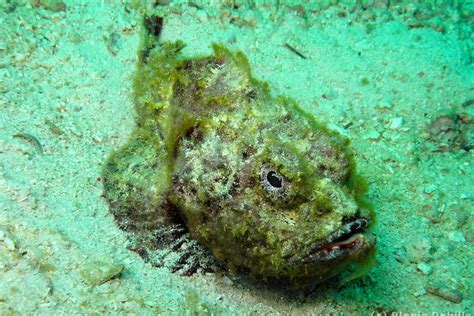 The Humpbacked Scorpionfish Whats That Fish