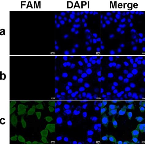 Cellular Uptake Of Fam Sirna Complex By B Cells A The Image Of