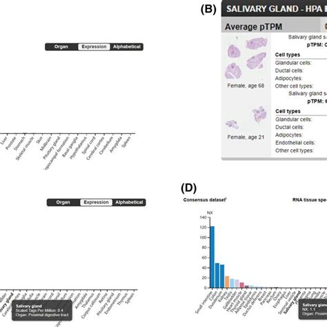 The Expression And Distribution Of ACE2 In Normal Human Tissues A