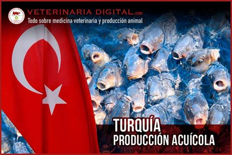 Producci N Acu Cola En Turqu A